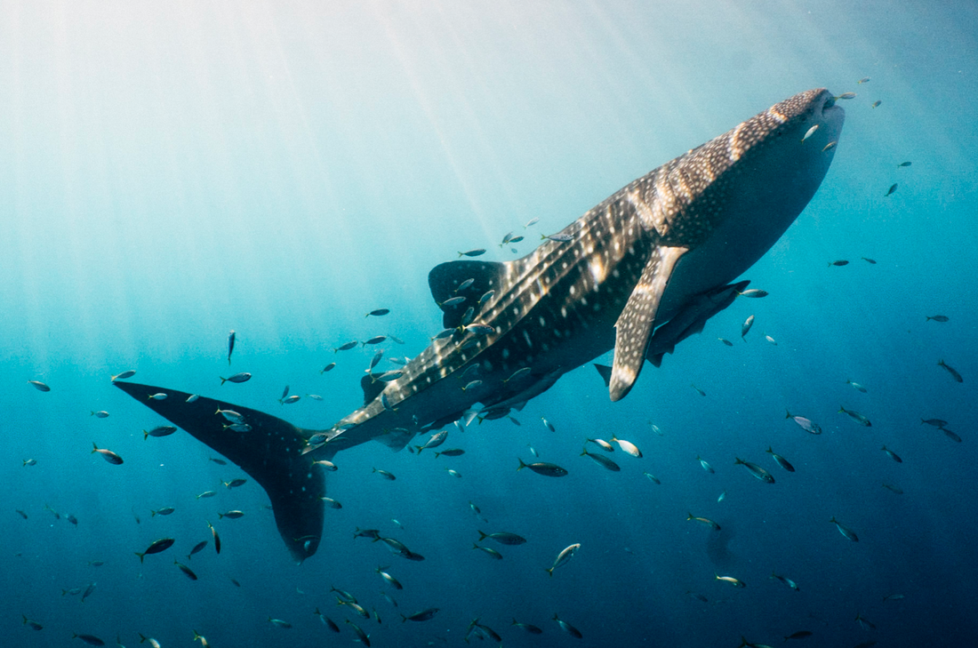 why you should not swim with whale sharks in oslob, phillippines.