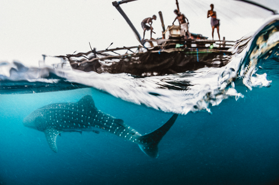 found at sea x papua