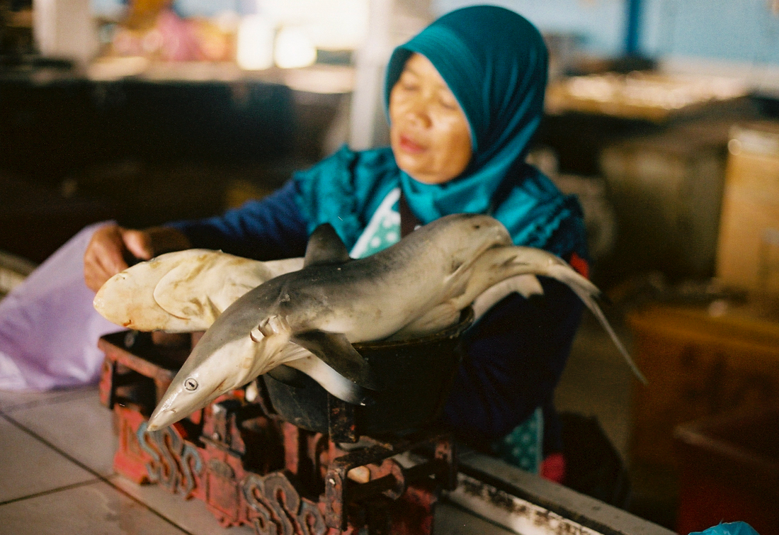 saving sharks and eating tuna