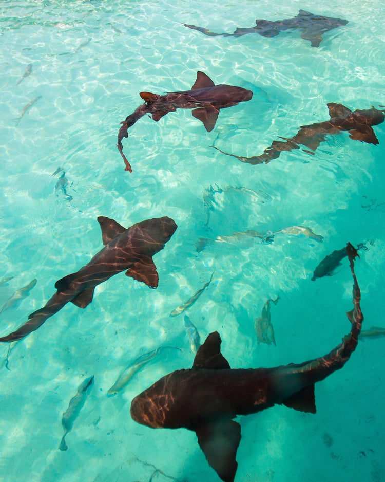 gold found at sea fossil ring size 7