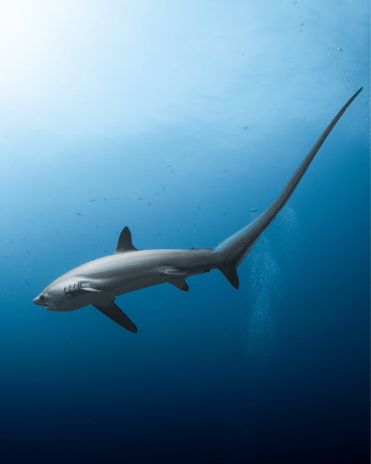 gold moana lariat necklace