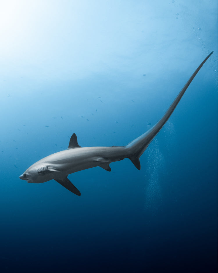 gold abyssal necklace