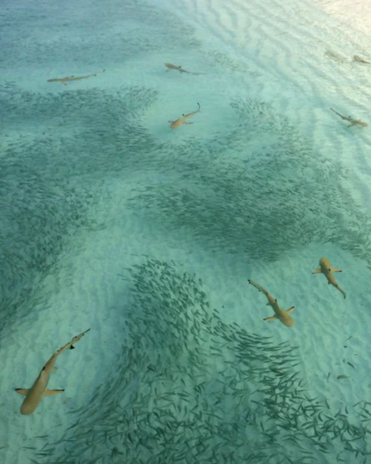 opal crest ring size 7