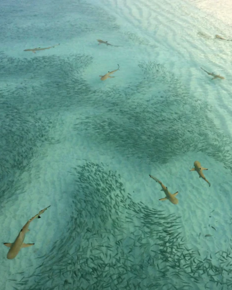 found at sea fossil ring size 7