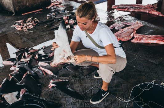 6 Ways You Can Help Save Sharks