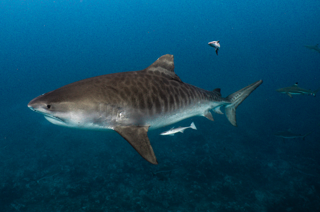 Top 5 Places to Dive With Tiger Sharks
