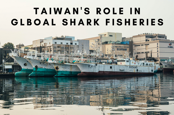 Taiwan's Role in Global Shark Fisheries