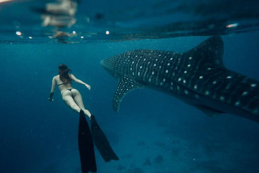 freediving with whalesharks