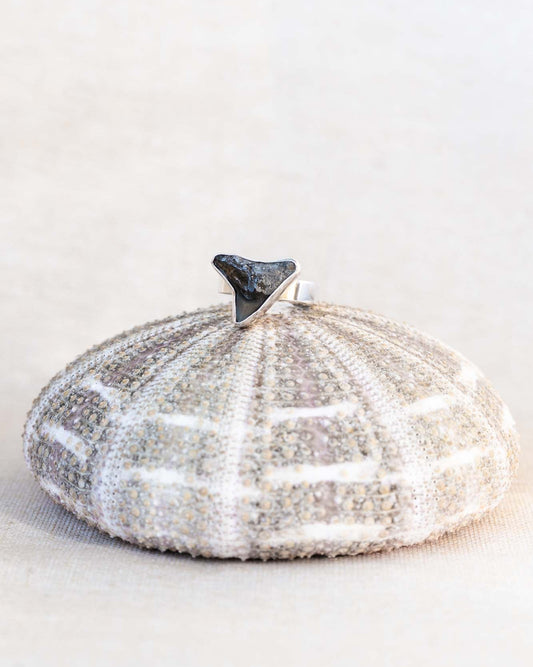 found at sea fossil ring size 7